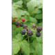 Mustavadelma 'Bristol' (Rubus Occidentalis 'Bristol')